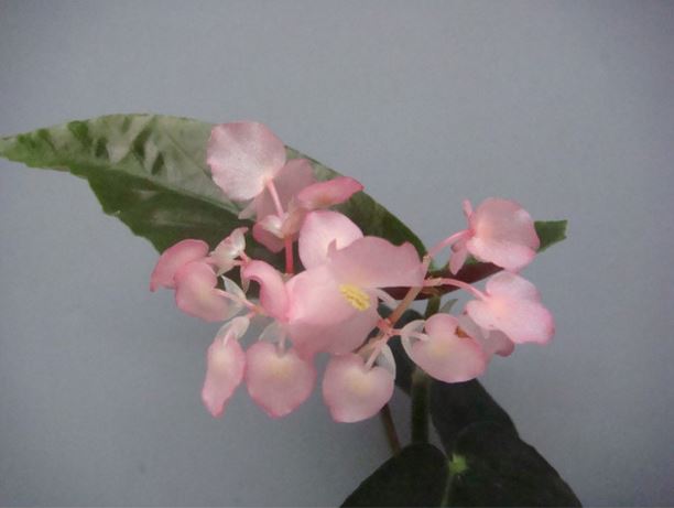 B. ‘Princess Leia’